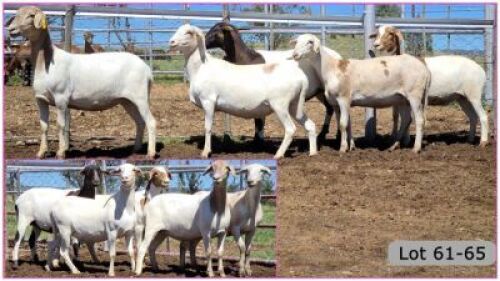LOT 62N 1X MEATMASTER OOI/EWE - PREGNANT