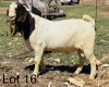 LOT 16 1X BOER GOAT RAM - FLOCK VONLOU BBS - 2