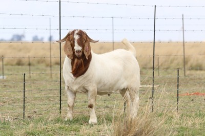 LOT 2 1X BOER GOAT RAM - FLOCK HARTSTROTS BBS