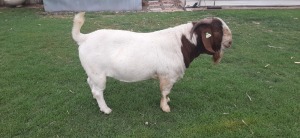 LOT 1 1X BOER GOAT RAM - STUD HARTKLOP BBS