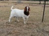 WITHDRAWN - LOT 3 WITHDRAWN - 1X BOER GOAT RAM - FLOCK KNIPMES BBS - 2