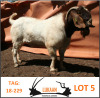 WITHDRAWN - LOT 5 X BOER GOAT RAM LUKAAN TRADING - 2