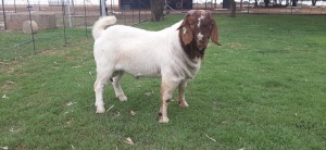 LOT 9 1X BOER GOAT RAM - FLOCK ON COLOUR HARTKLOP BBS