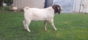 LOT 18 1X BOER GOAT RAM - STUD HARTKLOP BBS