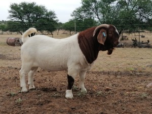 LOT 23 WITHDRAWN - 1X BOER GOAT RAM SOETDORING BBS