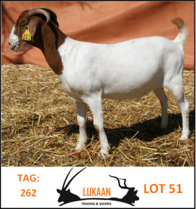 LOT 51 1X BOER GOAT OOI/ - FLOCK LUKAAN TRADING