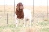 LOT 20 1X BOER GOAT RAM - FLOCK/KUDDE OP SPEEN HARTSTROTS BBS