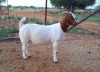 LOT 29 1X BOER GOAT OOI/EWE - STUD BLACKHEATH BBS