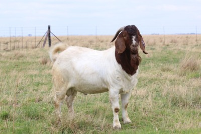 LOT 26 1X BOER GOAT RAM - STUD HARTSTROTS BBS