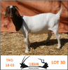 LOT 30 WITHDRAWN - 1X BOER GOAT OOI/EWE LUKAAN TRADING - 3