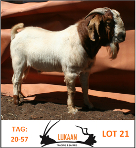 LOT 21 WITHDRAWN - 1X BOER GOAT RAM LUKAAN TRADING