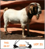 LOT 21 WITHDRAWN - 1X BOER GOAT RAM LUKAAN TRADING - 2