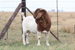 LOT 28 1X BOER GOAT RAM - FLOCK HARTSTROTS BBS