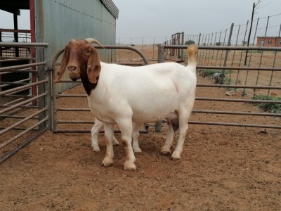 LOT 32 1+1X BOER GOAT OOI/EWE - STUD PHILLIP CRONJE BBS