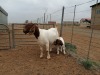 LOT 32 1+1X BOER GOAT OOI/EWE - STUD PHILLIP CRONJE BBS - 2