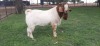 LOT 17 1X BOER GOAT RAM - FLOCK/KUDDEOP SPEEN HARTKLOP BBS