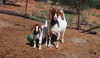 LOT 37 1+1X BOER GOAT OOI/EWE - STOET BLACKHEATH BBS