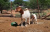 LOT 37 1+1X BOER GOAT OOI/EWE - STOET BLACKHEATH BBS - 2