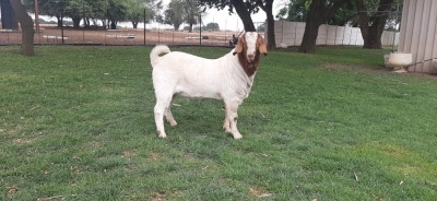 LOT 27 1X BOER GOAT RAM - STUD HARTKLOP BBS