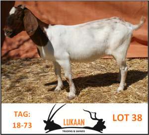 LOT 38 1X BOER GOAT OOI/EWE - KUDDE LUKAAN TRADING