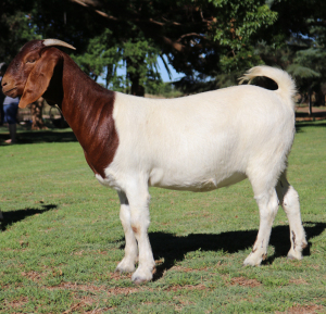 LOT 34 1X BOER GOAT OOI/EWE - STUD SONSKYN BBS