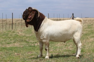 LOT 19 1X BOER GOAT RAM - KUDDE HARTSTROTS BBS