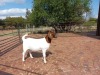 LOT 33 1X BOER GOAT OOI/EWE - FLOCK PILANESBERG BBS