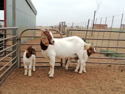 LOT 42 1+2X BOER GOAT OOI/EWE - STOET PHILLIP CRONJE BBS