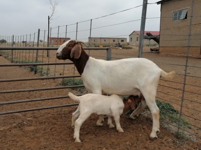 LOT 43 1+1X BOER GOAT OOI/EWE - STOET PHILLIP CRONJE BBS