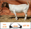 LOT 50 1X BOER GOAT OOI/EWE LUKAAN TRADING