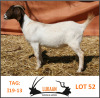 LOT 52 1X BOER GOAT OOI/EWE - FLOCK LUKAAN TRADING