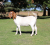 LOT 46 1X BOER GOAT OOI/EWE - FLOCK SONSKYN BBS