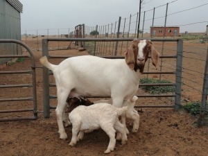 LOT 56 1+2X BOER GOAT OOI/EWE - STUD PHILLIP CRONJE BBS