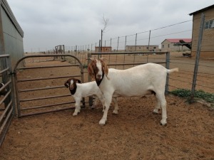 LOT 57 1+1X BOER GOAT OOI/EWE - STUD PHILLIP CRONJE BBS