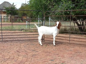 LOT 58 1X BOER GOAT OOI/EWE - FLOCK PILANESBERG BBS