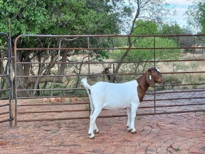 LOT 59 1X BOER GOAT OOI/EWE - FLOCK PILANESBERG BBS