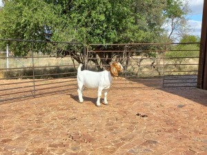 LOT 44 1X BOER GOAT OOI/EWE - FLOCK PILANESBERG BBS