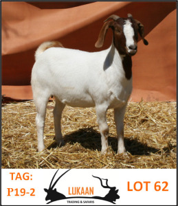 LOT 62 1X BOER GOAT OOI/EWE - KUDDE LUKAAN TRADING