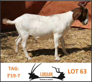 LOT 63 1X BOER GOAT OOI/EWE - KUDDE LUKAAN TRADING