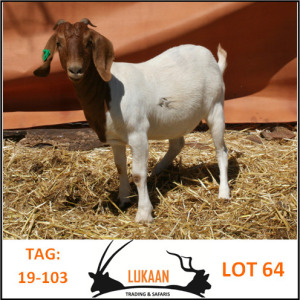 LOT 64 1X BOER GOAT OOI/EWE - FLOCK ON COLOUR LUKAAN TRADING