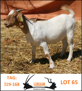 LOT 65 1X BOER GOAT OOI/EWE - FLOCK LUKAAN TRADING