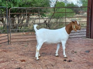 LOT 72 1X BOER GOAT OOI/EWE - FLOCK/KUDDE OP SPEEN PILANESBERG BBS