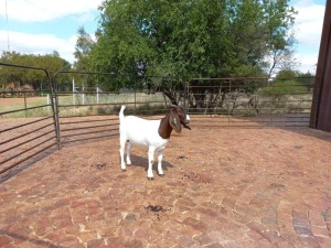 LOT 73 1X BOER GOAT OOI/EWE - FLOCK KUDDE OP SPEEN PILANESBERG BBS