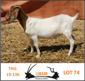 LOT 74 1X BOER GOAT OOI/EWE - FLOCK LUKAAN TRADING