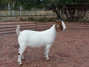 LOT 45 1X BOER GOAT OOI/EWE FLOCK ON COLOUR PILANESBERG BBS