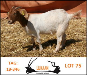 LOT 75 1X BOER GOAT OOI/EWE - FLOCK LUKAAN TRADING