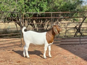 LOT 71 1X BOER GOAT OOI/EWE FLOCK/KUDDE OP SPEEN PILANESBERG BBS