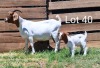 LOT 40 1+1X BOER GOAT OOI/EWE - FLOCK MARIAAN DU TOIT BBS