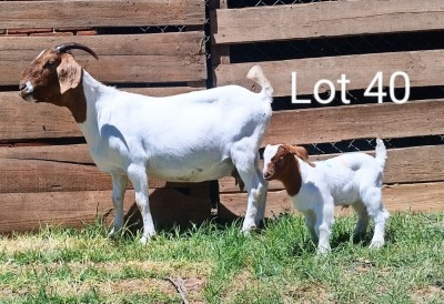 LOT 40 1+1X BOER GOAT OOI/EWE - FLOCK MARIAAN DU TOIT BBS