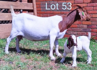 LOT 53 1+1X BOER GOAT OOI/EWE - FLOCK MARIAAN DU TOIT BBS